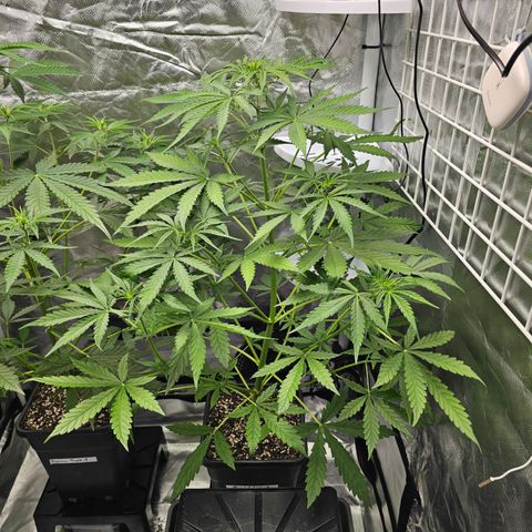 Royal Cookies Automatic growlog timeline photo