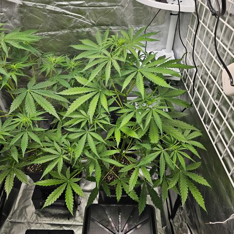 Royal Cookies Automatic growlog timeline photo