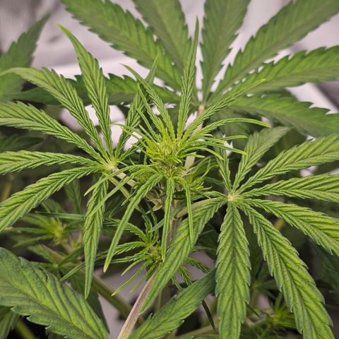 Royal Cookies Automatic growlog timeline photo