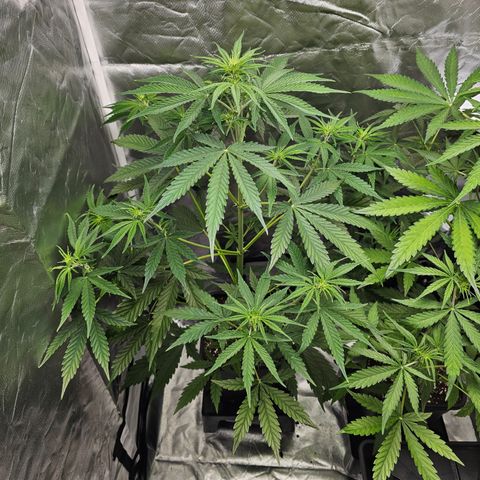 Tropicana Cookies Purple Automatic growlog timeline photo