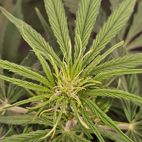 Tropicana Cookies Purple Automatic growlog timeline photo