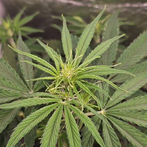 Tropicana Cookies Purple Automatic growlog timeline photo