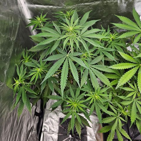 Tropicana Cookies Purple Automatic growlog timeline photo