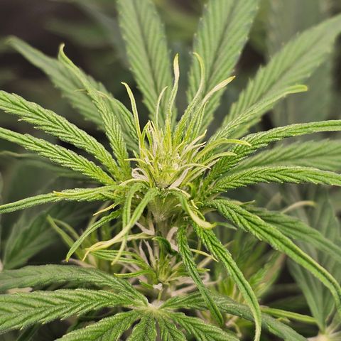 Tropicana Cookies Purple Automatic growlog timeline photo