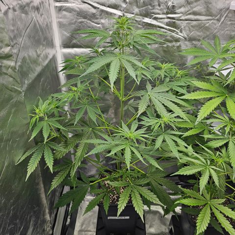 Tropicana Cookies Purple Automatic growlog timeline photo