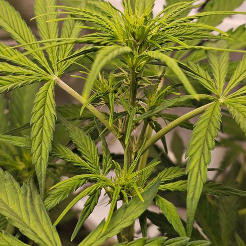 Royal Cookies Automatic growlog timeline photo