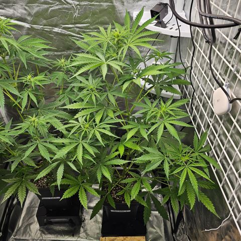 Royal Cookies Automatic growlog timeline photo