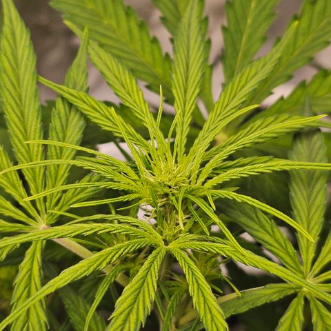 Royal Cookies Automatic growlog timeline photo