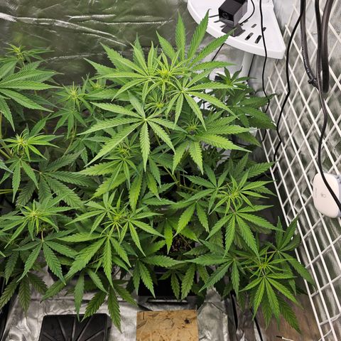 Royal Cookies Automatic growlog timeline photo