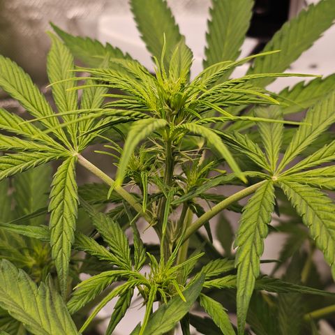 Royal Cookies Automatic growlog timeline photo