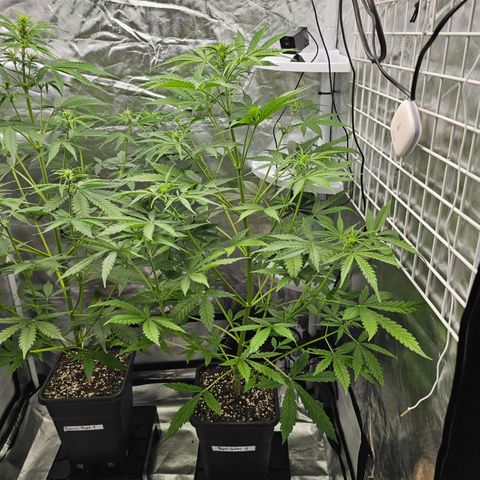Royal Cookies Automatic growlog timeline photo