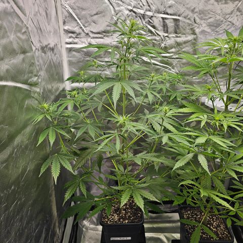 Tropicana Cookies Purple Automatic growlog timeline photo