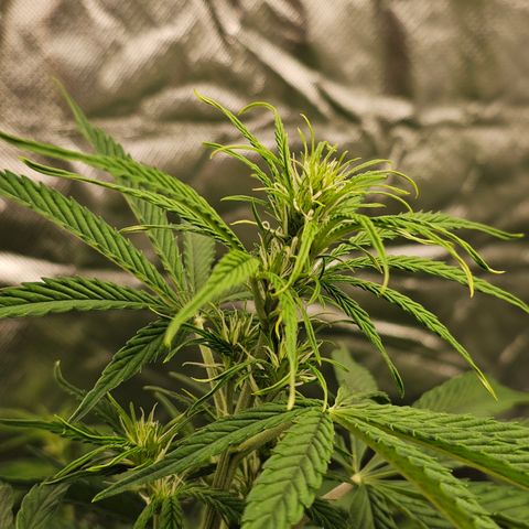 Tropicana Cookies Purple Automatic growlog timeline photo
