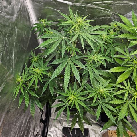 Tropicana Cookies Purple Automatic growlog timeline photo
