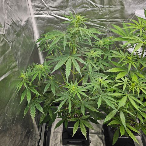 Tropicana Cookies Purple Automatic growlog timeline photo