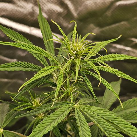 Tropicana Cookies Purple Automatic growlog timeline photo