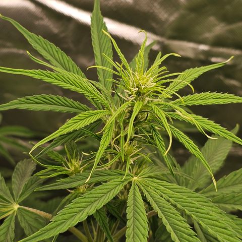 Tropicana Cookies Purple Automatic growlog timeline photo