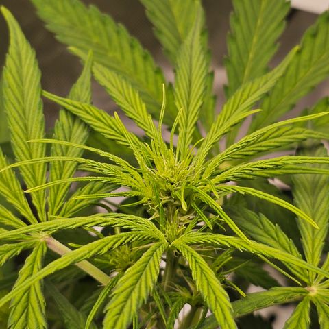 Royal Cookies Automatic growlog timeline photo