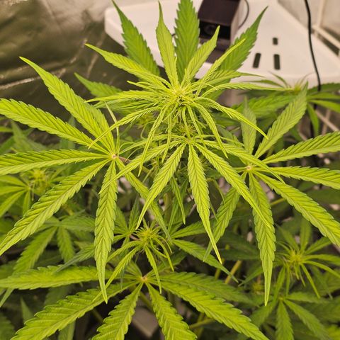 Royal Cookies Automatic growlog timeline photo