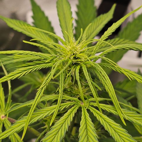 Royal Cookies Automatic growlog timeline photo