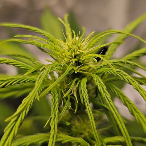 Royal Cookies Automatic growlog timeline photo