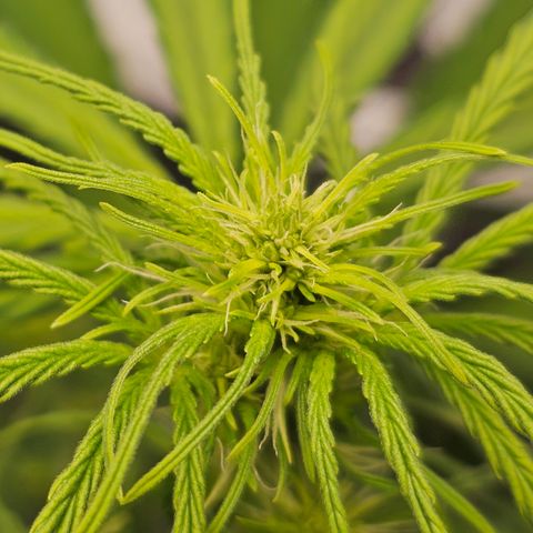 Royal Cookies Automatic growlog timeline photo