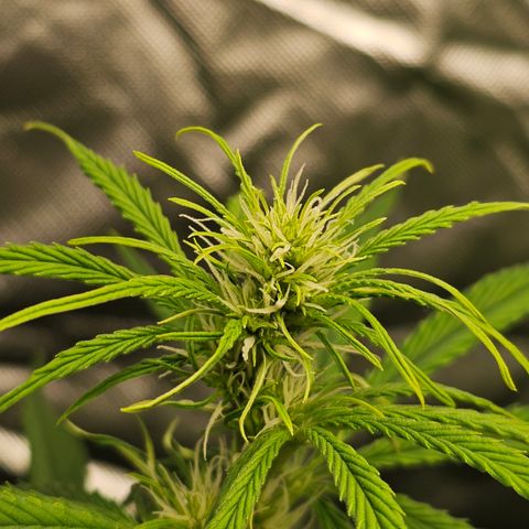 Tropicana Cookies Purple Automatic growlog timeline photo
