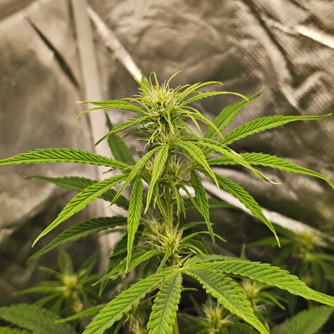 Tropicana Cookies Purple Automatic growlog timeline photo