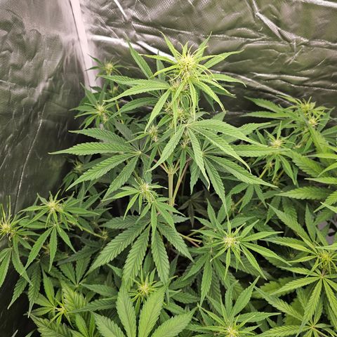 Tropicana Cookies Purple Automatic growlog timeline photo