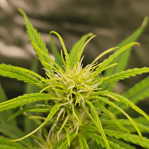 Tropicana Cookies Purple Automatic growlog timeline photo