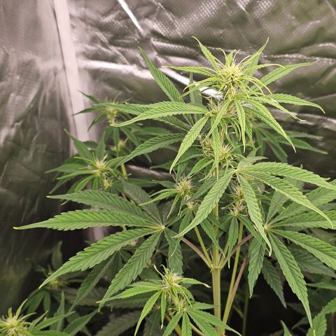Tropicana Cookies Purple Automatic growlog timeline photo