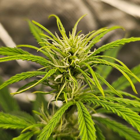 Tropicana Cookies Purple Automatic growlog timeline photo