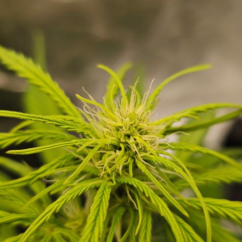 Royal Cookies Automatic growlog timeline photo