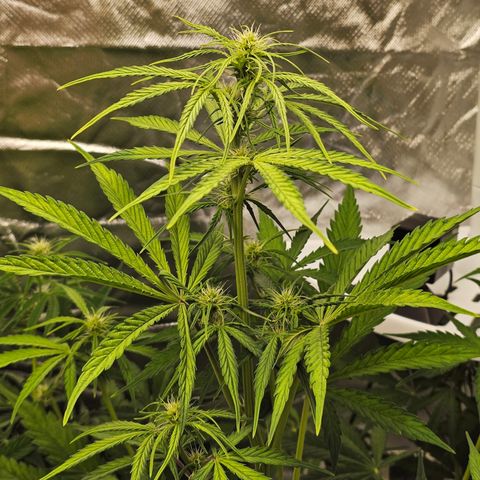 Royal Cookies Automatic growlog timeline photo