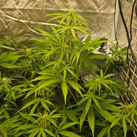 Royal Cookies Automatic growlog timeline photo