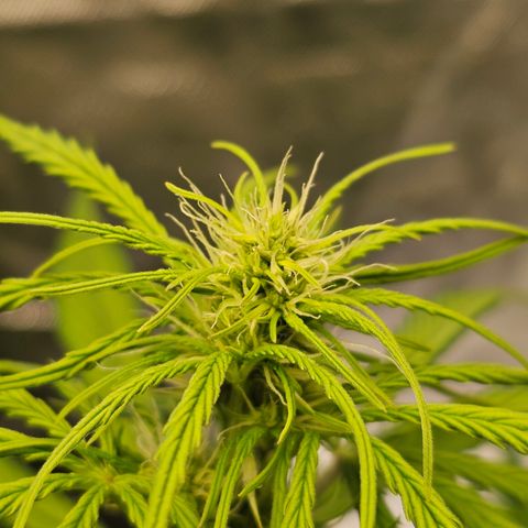 Royal Cookies Automatic growlog timeline photo