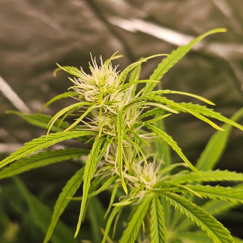 Tropicana Cookies Purple Automatic growlog timeline photo