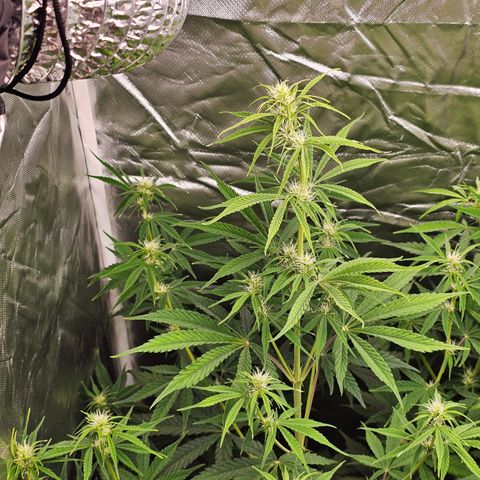 Tropicana Cookies Purple Automatic growlog timeline photo