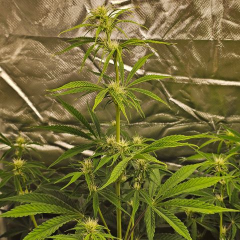 Tropicana Cookies Purple Automatic growlog timeline photo