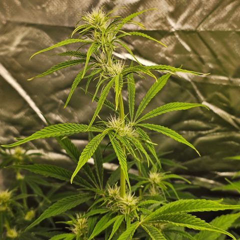 Tropicana Cookies Purple Automatic growlog timeline photo