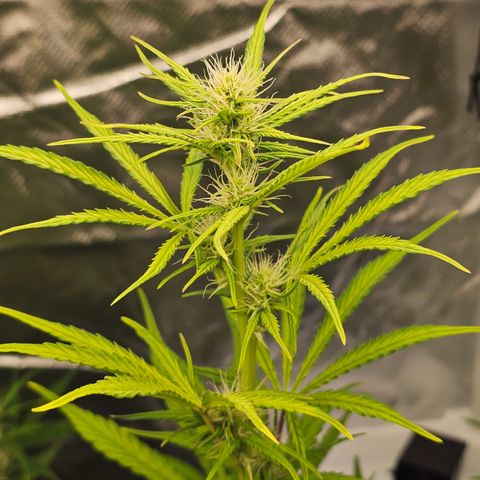 Royal Cookies Automatic growlog timeline photo