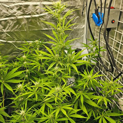 Royal Cookies Automatic growlog timeline photo