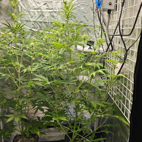 Royal Cookies Automatic growlog timeline photo