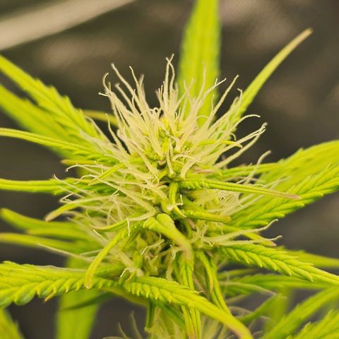 Royal Cookies Automatic growlog timeline photo
