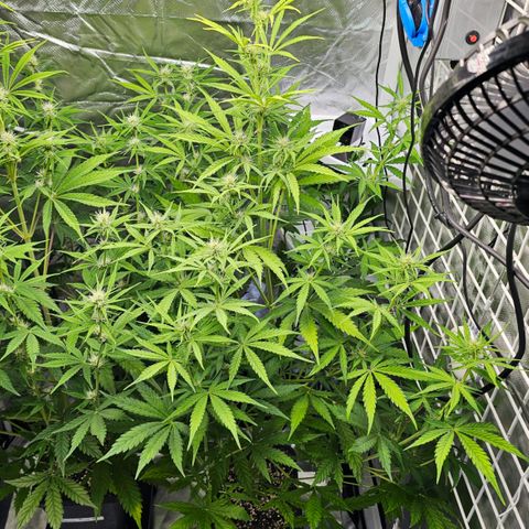 Royal Cookies Automatic growlog timeline photo