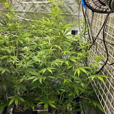 Royal Cookies Automatic growlog timeline photo