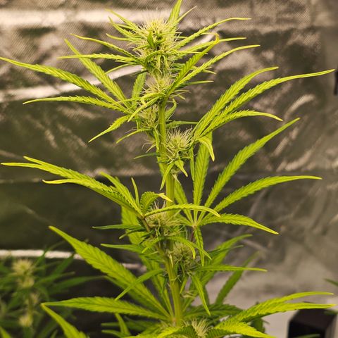 Royal Cookies Automatic growlog timeline photo
