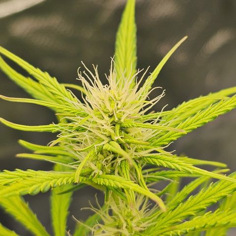 Royal Cookies Automatic growlog timeline photo
