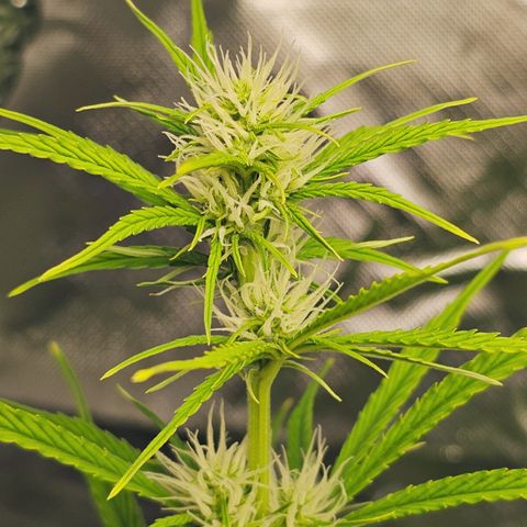 Tropicana Cookies Purple Automatic growlog timeline photo