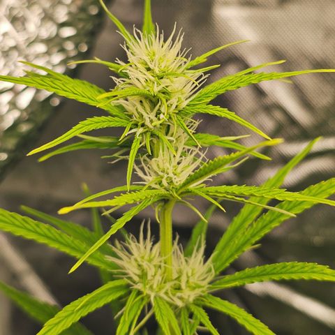 Tropicana Cookies Purple Automatic growlog timeline photo